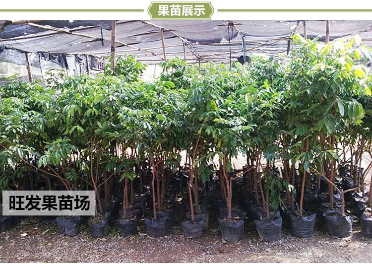 石硤龍眼果樹苗 桂圓嫁接樹苗 果肉白色透明汁多味甜品種規格齊全量大價優