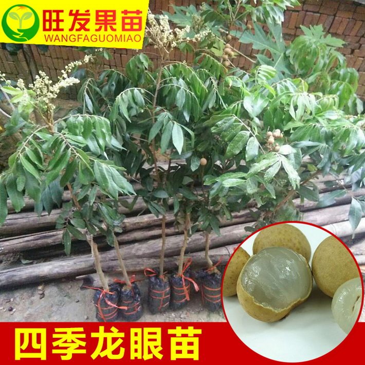 正宗四季龍眼苗 雙季龍眼嫁接苗新品四季開花結果