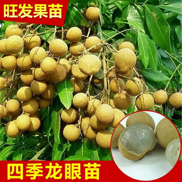 正宗四季龍眼苗 雙季龍眼嫁接苗新品四季開花結果產量高