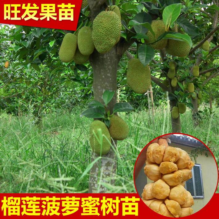 批發正宗菠蘿榴蓮蜜嫁接苗 榴蓮蜜苗個小肉苞多香甜 品種純正