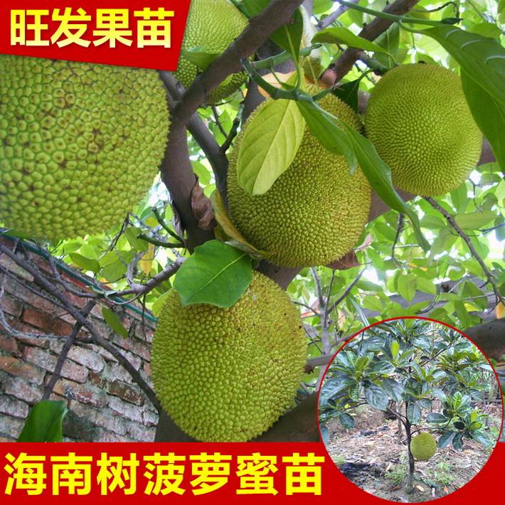 大量供應正宗嫁接海南樹菠蘿蜜苗 高產量菠蘿蜜規格齊全品種純正