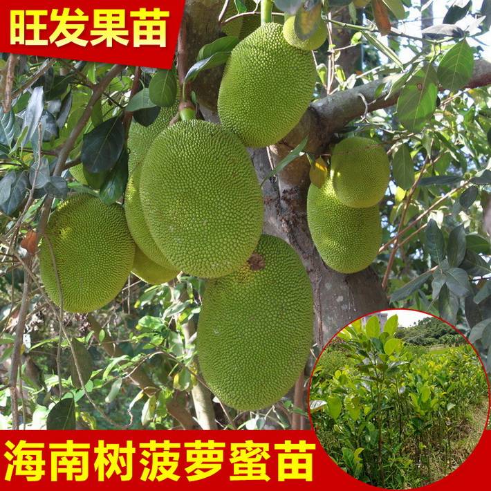 大量供應正宗嫁接海南樹菠蘿蜜苗 高產量菠蘿蜜規格齊全品種純正