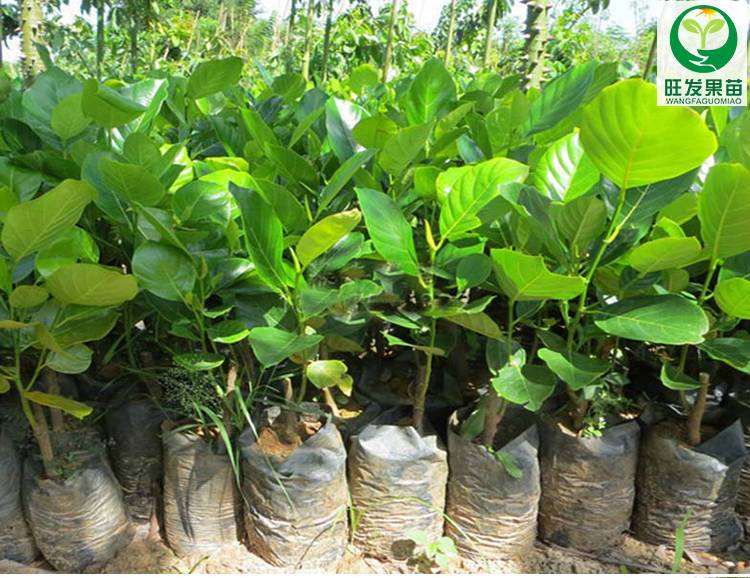 大量供應正宗嫁接海南樹菠蘿蜜苗 高產量菠蘿蜜規格齊全品種純正