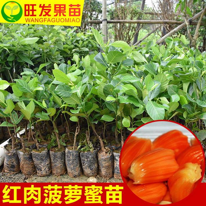 正宗泰國紅肉菠蘿蜜苗 嫁接紅肉菠蘿蜜果樹苗水果樹苗木菠蘿蜜苗 紅肉菠蘿蜜簡介：