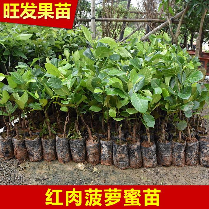 正宗泰國紅肉菠蘿蜜苗 嫁接紅肉菠蘿蜜果樹苗水果樹苗木菠蘿蜜苗 紅肉菠蘿蜜簡介：