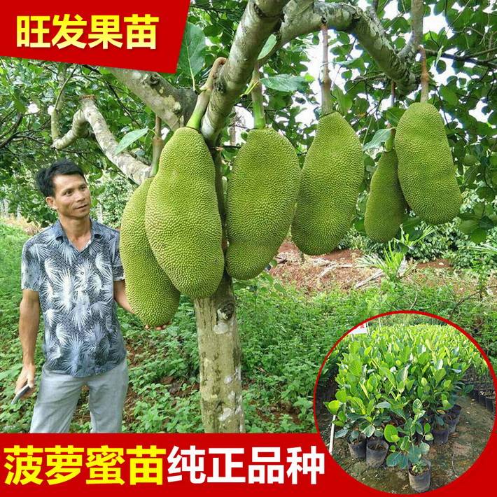供應四季菠蘿蜜嫁接果樹苗 大樹菠蘿蜜嫁接樹苗可盆栽地栽可多次結果
