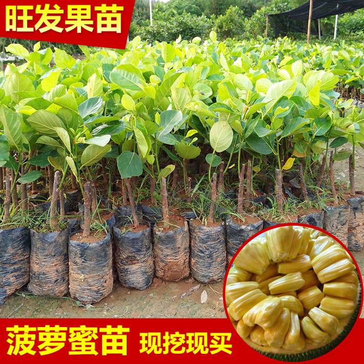 供應四季菠蘿蜜嫁接果樹苗 大樹菠蘿蜜嫁接樹苗可盆栽地栽可多次結果
