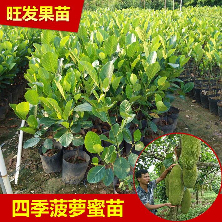 供應四季菠蘿蜜嫁接果樹苗 大樹菠蘿蜜嫁接樹苗可盆栽地栽可多次結果