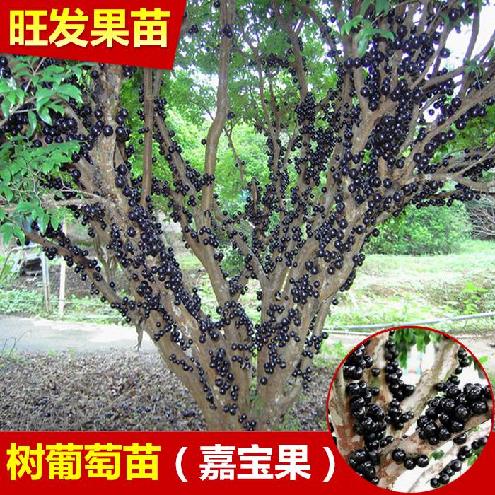 批發 樹葡萄苗嘉寶果地栽樹葡萄苗 量大從優