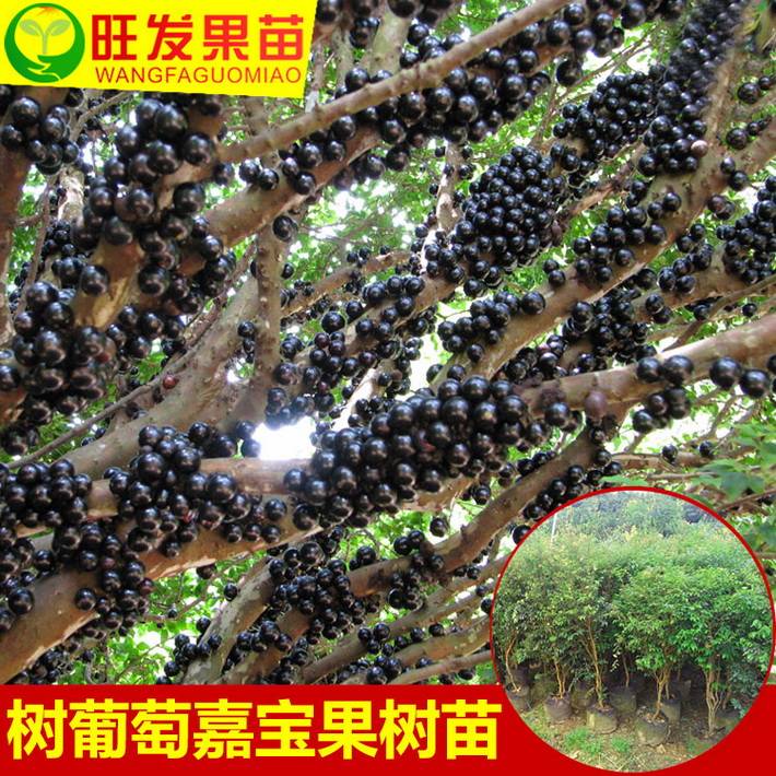 批發 樹葡萄苗嘉寶果地栽樹葡萄苗 量大從優