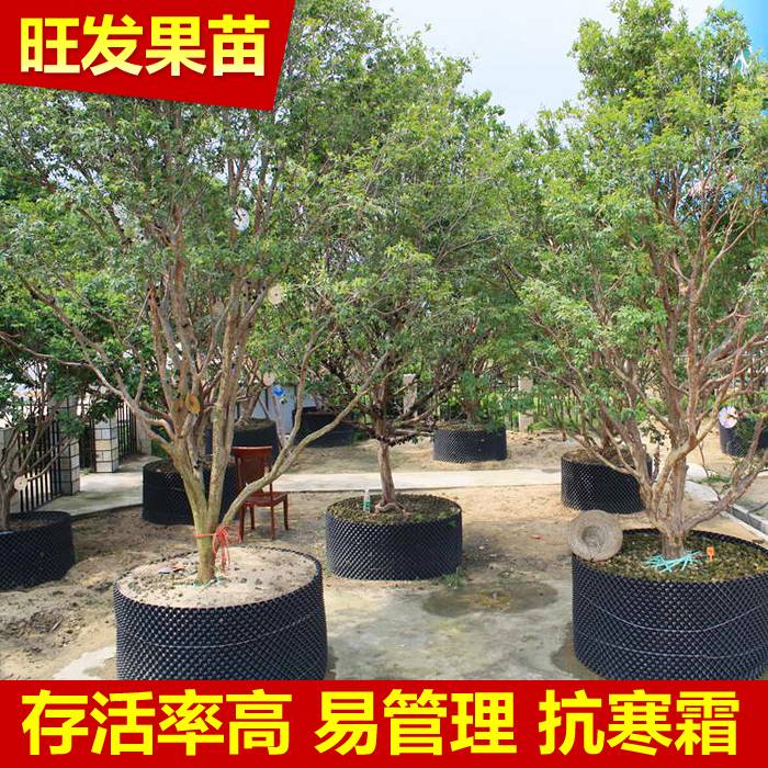 批發 樹葡萄苗嘉寶果地栽樹葡萄苗 量大從優