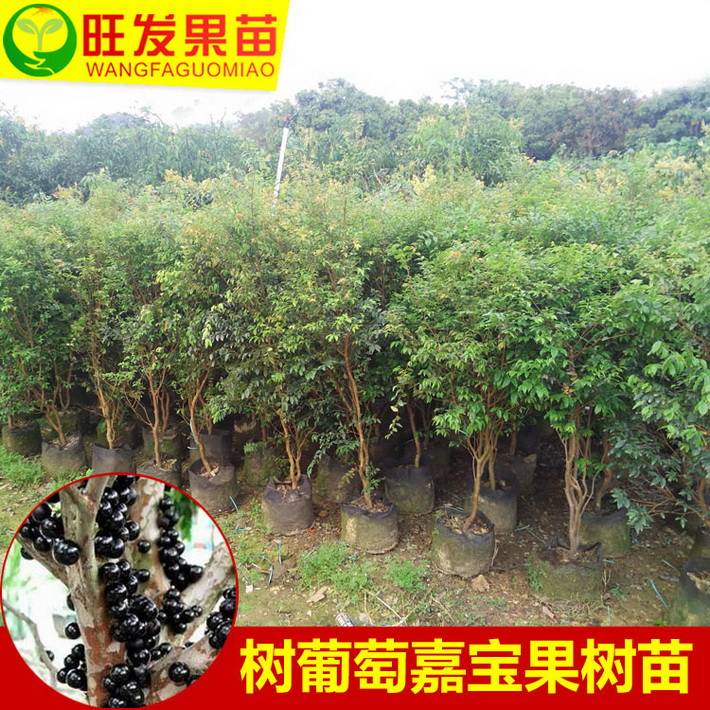 批發 樹葡萄苗嘉寶果地栽樹葡萄苗 量大從優