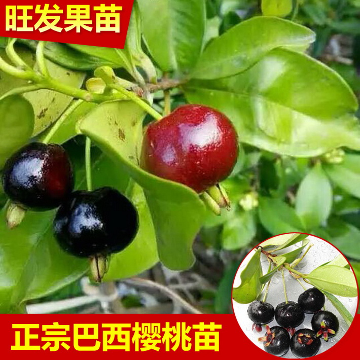 批發巴西甜櫻桃苗 南方櫻桃種苗車厘子苗可盆栽地栽