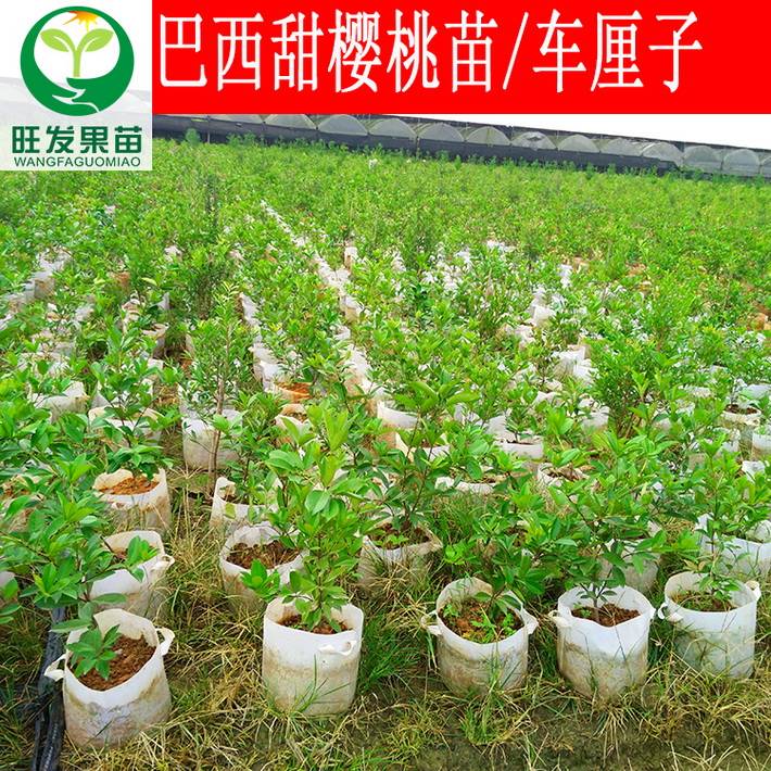 批發巴西甜櫻桃苗 南方櫻桃種苗車厘子苗可盆栽地栽