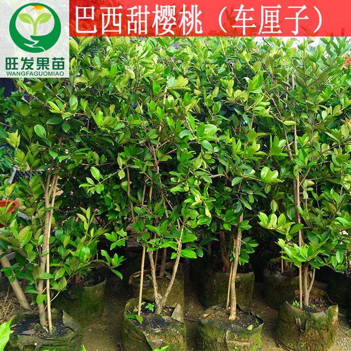 批發巴西甜櫻桃苗 南方櫻桃種苗車厘子苗可盆栽地栽