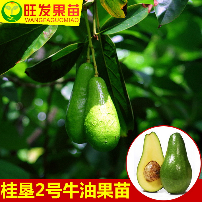 正宗桂墾2號大果牛油果苗嫁接苗酪梨鱷梨 大果肉厚高產穩產