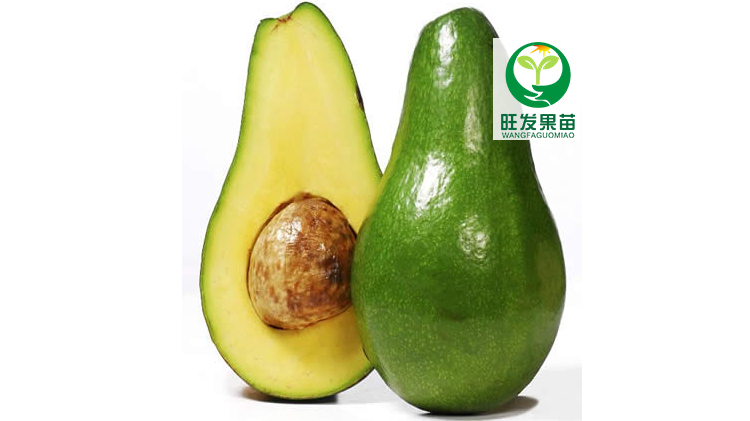 正宗桂墾2號大果牛油果苗嫁接苗酪梨鱷梨 大果肉厚高產(chǎn)穩(wěn)產(chǎn)