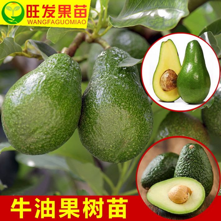 正宗桂墾2號大果牛油果苗嫁接苗酪梨鱷梨 大果肉厚高產(chǎn)穩(wěn)產(chǎn)
