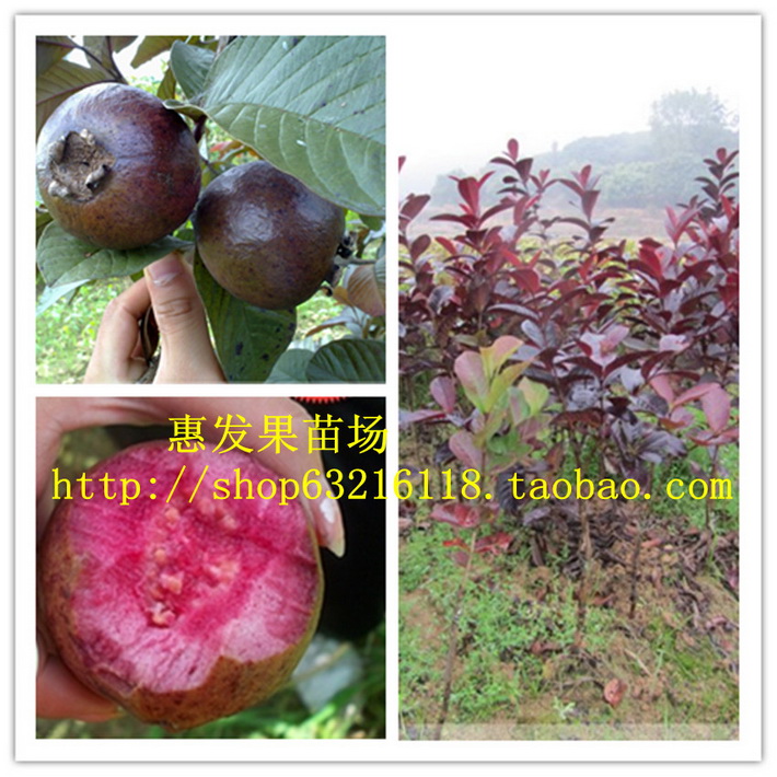 紅葉番石榴苗（紫色番石榴，胭脂桃番石榴苗）