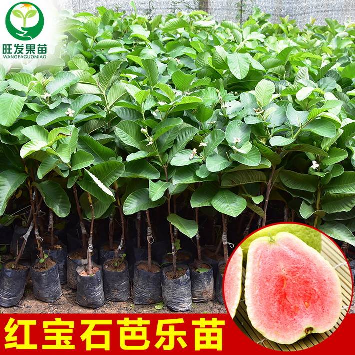 臺灣正宗無籽紅寶石番石榴苗 紅心紅肉少籽芭樂苗四季番石榴苗