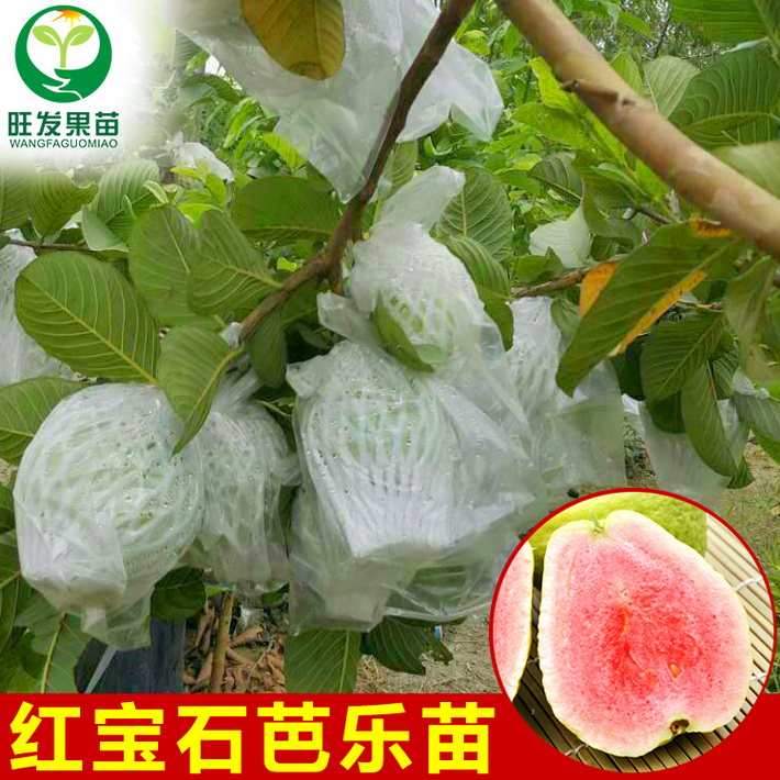 臺灣正宗無籽紅寶石番石榴苗 紅心紅肉少籽芭樂苗四季番石榴苗