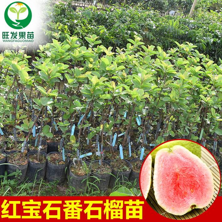 臺灣正宗無籽紅寶石番石榴苗 紅心紅肉少籽芭樂苗四季番石榴苗