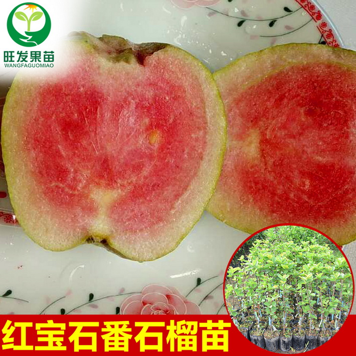 臺灣正宗無籽紅寶石番石榴苗 紅心紅肉少籽芭樂苗四季番石榴苗
