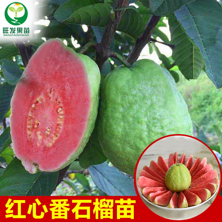供應西瓜紅心番石榴嫁接苗紅心芭樂苗新品種 紅心肉脆爽口