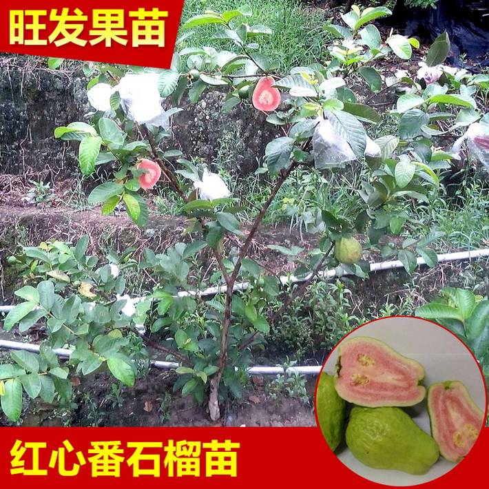 供應西瓜紅心番石榴嫁接苗紅心芭樂苗新品種 紅心肉脆爽口
