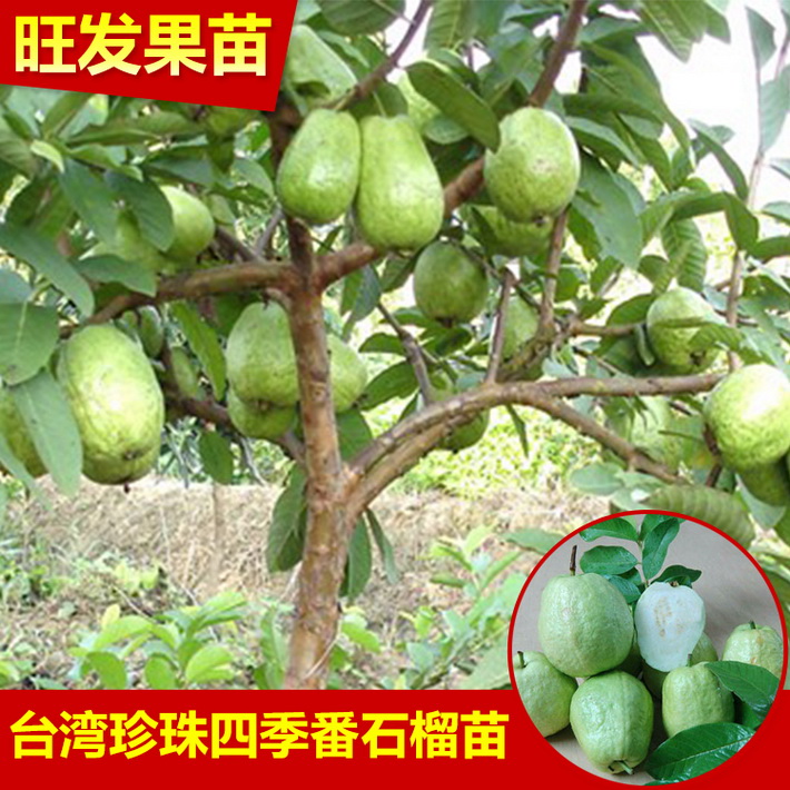 批發臺灣珍珠番石榴苗芭樂苗 四季開花掛果 果大清甜 品種保證
