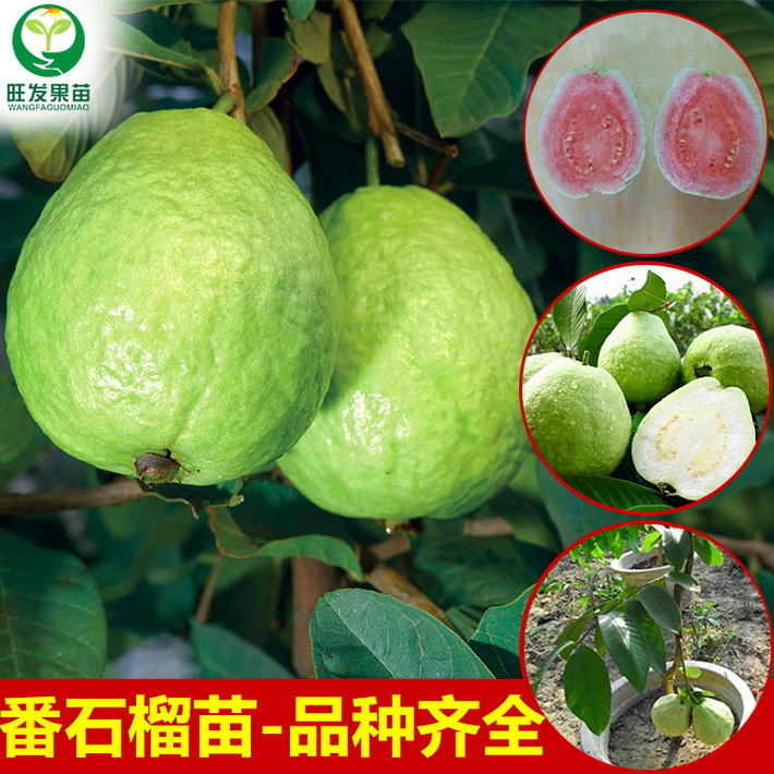 批發(fā)臺灣珍珠番石榴苗芭樂苗 四季開花掛果 果大清甜 品種保證