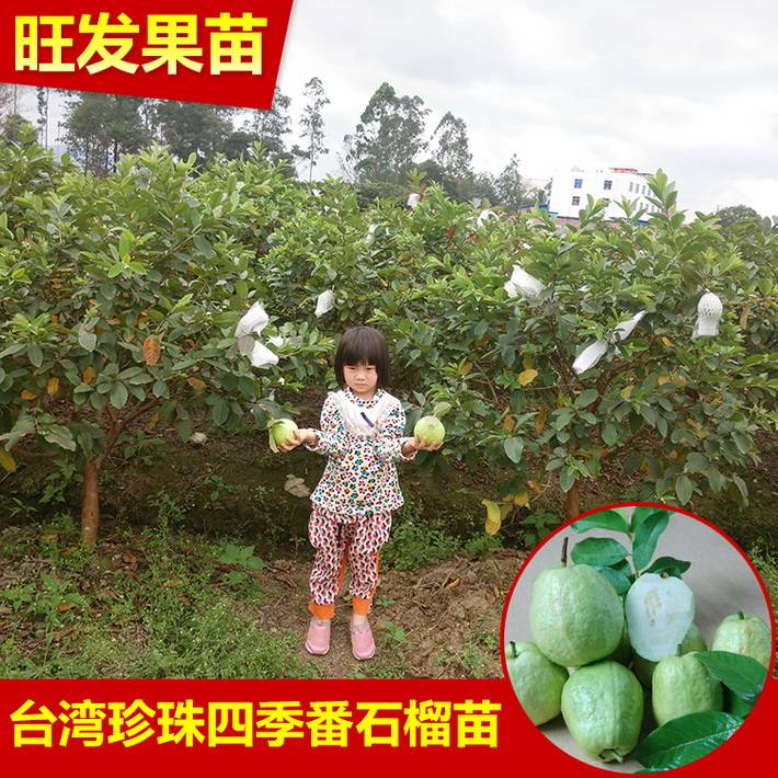 批發(fā)臺灣珍珠番石榴苗芭樂苗 四季開花掛果 果大清甜 品種保證