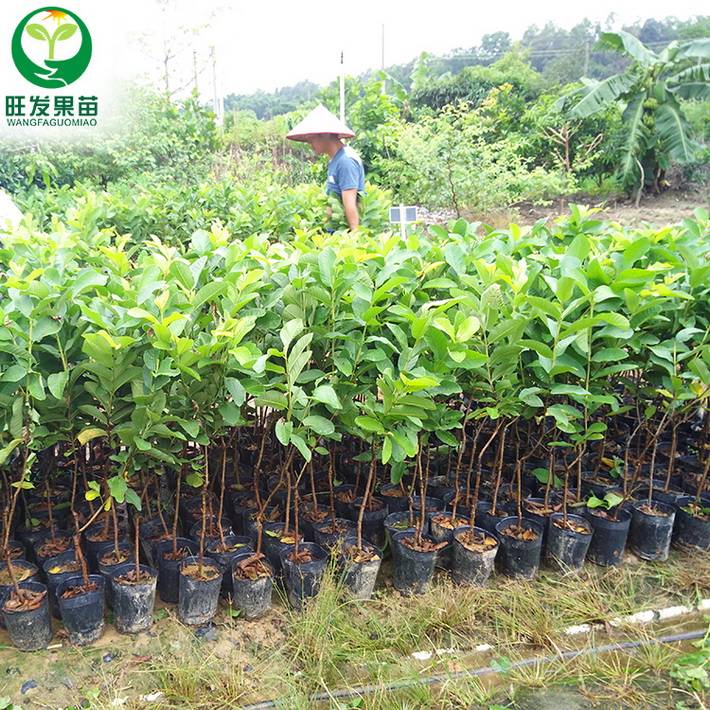 批發(fā)臺灣珍珠番石榴苗芭樂苗 四季開花掛果 果大清甜 品種保證