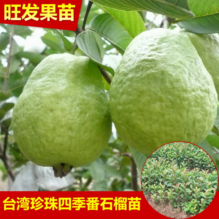 批發(fā)臺灣珍珠番石榴苗芭樂苗 四季開花掛果 果大清甜 品種保證