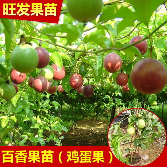 批發紫香百香果苗 西番蓮百香果苗雞蛋果苗爬藤果樹苗木果苗 當年種當年結果