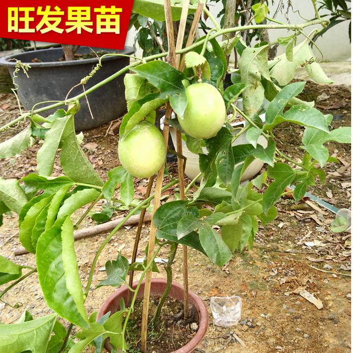 批發紫香百香果苗 西番蓮百香果苗雞蛋果苗爬藤果樹苗木果苗 當年種當年結果