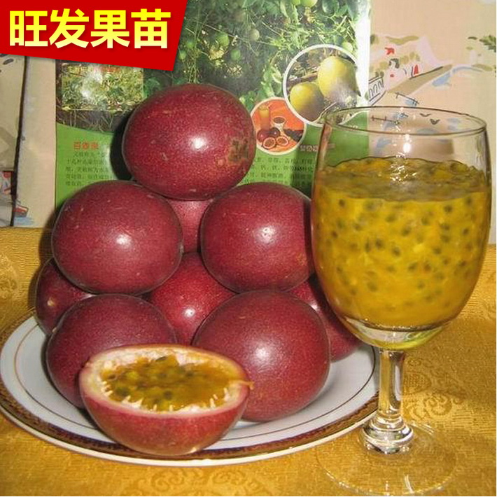 批發紫香百香果苗 西番蓮百香果苗雞蛋果苗爬藤果樹苗木果苗 當年種當年結果