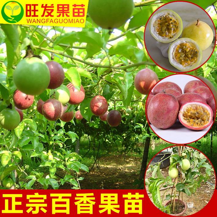 批發(fā)臺(tái)農(nóng)一號(hào)百香果苗樹(shù)苗紫色百香果苗雞蛋果苗盆栽爬藤果樹(shù)苗當(dāng)年結(jié)果