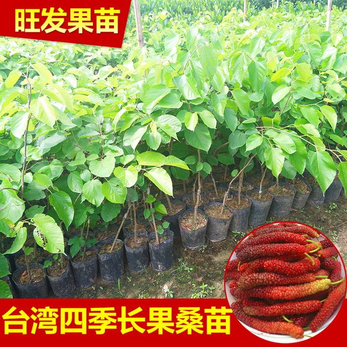 新品種臺灣四季長果桑苗嫁接苗  桑葚果樹苗比普通大10倍豐產(chǎn)