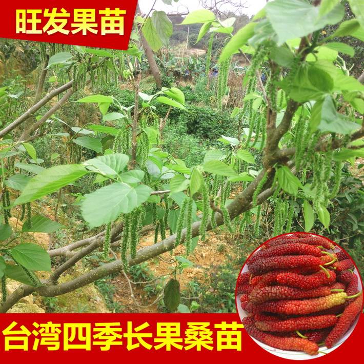 新品種臺灣四季長果桑苗嫁接苗  桑葚果樹苗比普通大10倍豐產(chǎn)