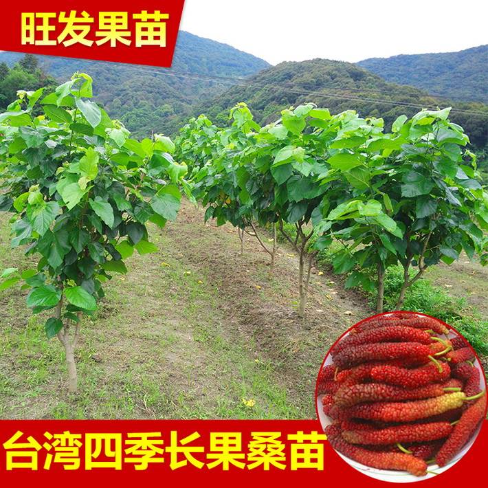 新品種臺灣四季長果桑苗嫁接苗  桑葚果樹苗比普通大10倍豐產(chǎn)
