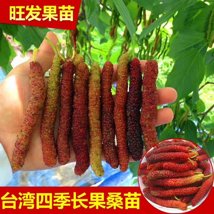 新品種臺灣四季長果桑苗嫁接苗  桑葚果樹苗比普通大10倍豐產(chǎn)