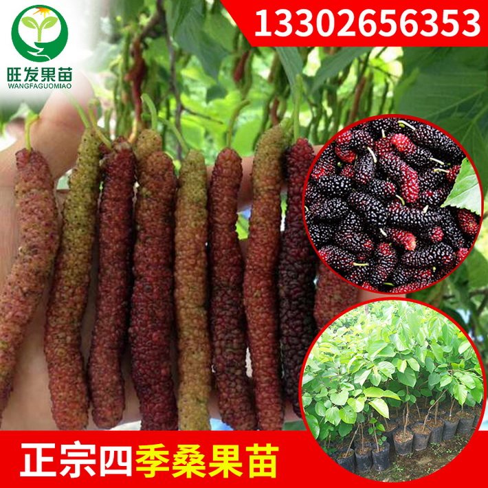 新品種臺灣四季長果桑苗嫁接苗  桑葚果樹苗比普通大10倍豐產(chǎn)