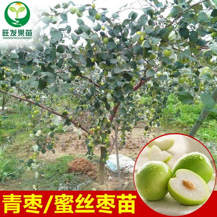 大量供應臺灣大青棗苗蜜絲棗嫁接苗 果實清脆可口 高產效益好