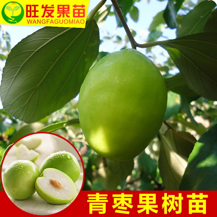 大量供應(yīng)臺灣大青棗苗蜜絲棗嫁接苗 果實清脆可口 高產(chǎn)效益好