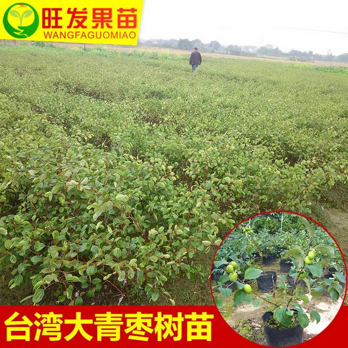 大量供應臺灣大青棗苗蜜絲棗嫁接苗 果實清脆可口 高產效益好