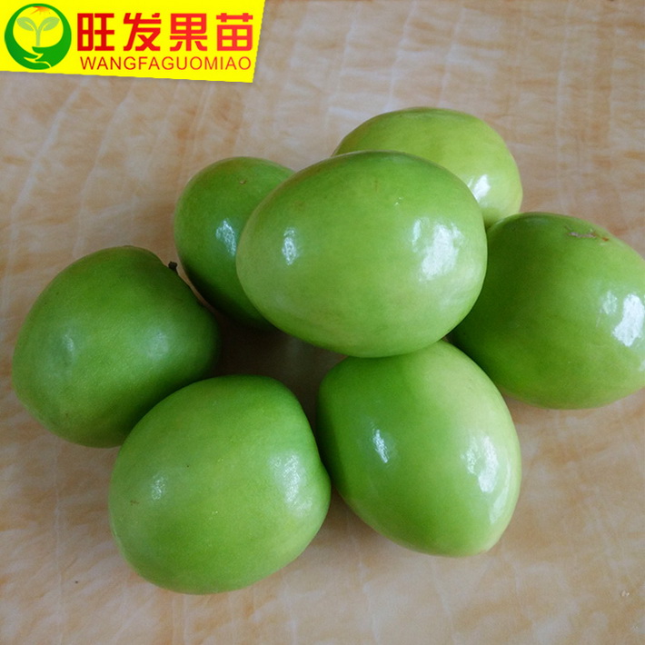 大量供應臺灣大青棗苗蜜絲棗嫁接苗 果實清脆可口 高產效益好