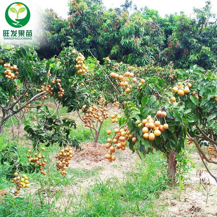 供應黑皮黃皮苗嫁接苗新品種 果大核少甜度高 盆栽地栽種植黑皮黃皮果樹苗
