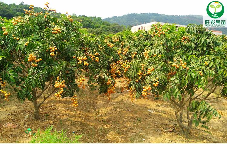 供應(yīng)黑皮黃皮苗嫁接苗新品種 果大核少甜度高 盆栽地栽種植黑皮黃皮果樹苗