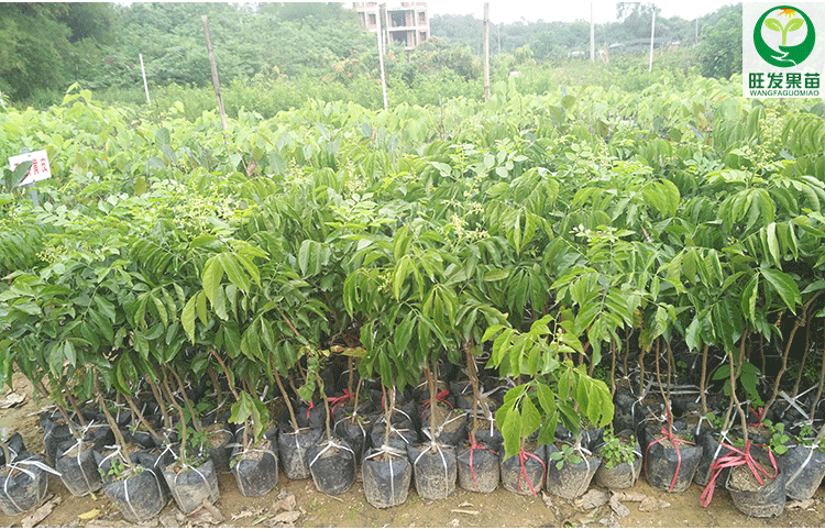 供應(yīng)黑皮黃皮苗嫁接苗新品種 果大核少甜度高 盆栽地栽種植黑皮黃皮果樹苗
